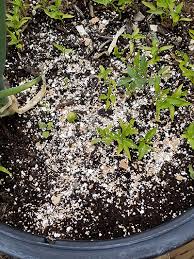 Eventually, those eggshells will make it into your garden in the form of … Supercharge Your Gardening Soil With Something You Probably Discard Hubpages