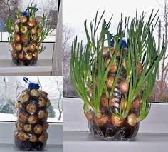 How to grow asparagus at home for delightful perennial harvests. Goodshomedesign