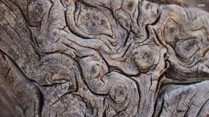 Tree Bark Wallpaper Tree Bark Wallpaper Tree Bark Photography Wallpaper