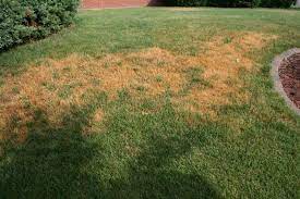 Fertilizing fescue grass throughout the growing season will help keep it healthy and looking its best year after year. Has Your Grass Turned Brown Summer Lawncare Tips Big Blog Of Gardening