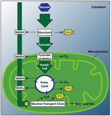 Cellular Respiration Biology Classroom Biochemistry Teaching Biology
