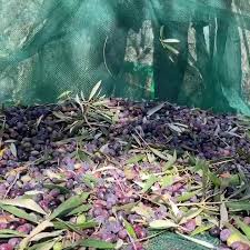 L Aliva Marina Huile D Olive De Corse Home Facebook
