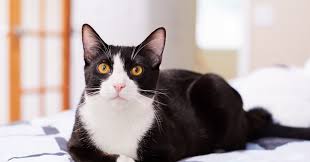 6:23 sohel gaming recommended for you. 50 Black And White Cat Names That Pet Owners Will Love Better Homes Gardens