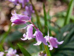 Flowers that start with r. 40 Flowers That Start With R Home Stratosphere