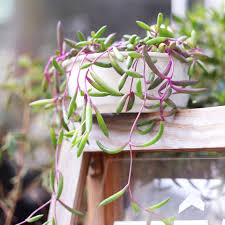 Image result for Senecio consanguineus