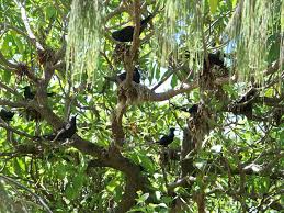 Image result for Pisonia