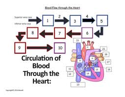 flow of blood through the heart quiz or worksheet