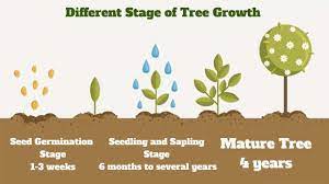 Check spelling or type a new query. How Long Does It Take For A Tree To Grow Video Included