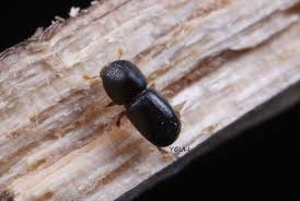 Prinsipiell effekt av ulike klassifiseringer. Euwallacea Fornicatus Euwallacea Fornicatus Qaz Wiki