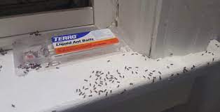 It is also commonly found in other household items including hand soap, laundry boosters, mouthwash and toothpaste. Terro Liquid Ant Bait Dog Ate What Owners Must Do Petsepark Com