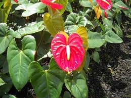 Standard Anthuriums Anthurium Flower Anthurium Anthurium Plant