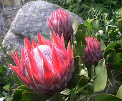 View 3,500 plant species from the southern hemisphere at jardin exotique et botanique de roscoff. Jardin Exotique Et Botanique De Roscoff Tout Commence En Finistere