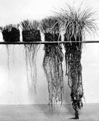 How To Build New Topsoil | Managing Wholes
