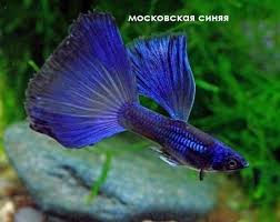 Ikan Cupang Unik Warnawarni Aquarium Pokeronline Agenpoker Gbkpoker Aquarium Fish Betta Fish Guppy Fish