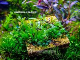 Image result for Crepidomanes