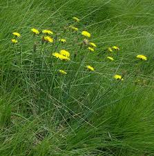 Try out our fantastic search! Cat S Ear Cat S Ear Cat Sear Catsear Cats Ear Wild Flower Finder