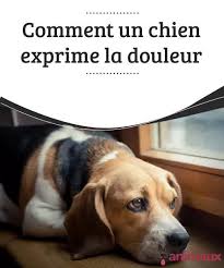 Comment Un Chien Exprime La Douleur Apprenez A Identifier Les Signes Par Lesquels Un Chien Exprime Une Douleur Beaucoup D En 2020 Agilite Du Chien Chien Chiot Heureux
