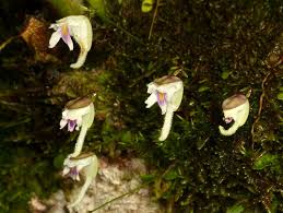 Image result for Lentibulariaceae