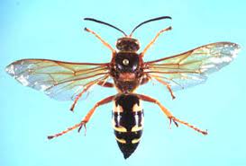 We did not find results for: Cicada Killer Sphecius Hogardii Latreille