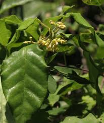 Image result for Marsdenia cynanchoides