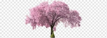 Wooden teether tabletop christmas tree, small artificial xmas tree with pendants, mini pink christmas tree for christmas decorations,home,kitchen,dining table xmas indoor decor 23inch,pink. Pretty Pink Cherry Trees Cherry Blossoms Pink Trees Png Pngwing