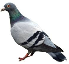 The company american eagle termite & pest control inc. Birds Nuisance University Termite Pest Control Inc