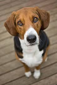 American Foxhound Black And Tan Virginia Foxhound Facts About American Foxhound Puppies Thedogpuppies Com Dog Breeds Foxhound Dog American Foxhound