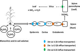 Check spelling or type a new query. Versatile Potentiality Of Silicon In Mitigation Of Biotic And Abiotic Stresses In Plants A Review