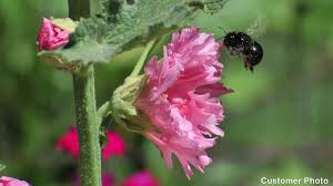 Maybe you would like to learn more about one of these? Hollyhock Queeny Purple Alcea Rosea Hollyhock Perennials From American Meadows