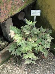 Image result for Selaginella chevalieri