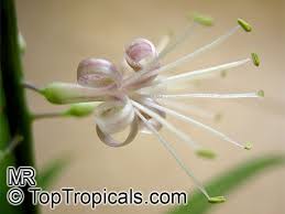 Image result for Sansevieria dooneri