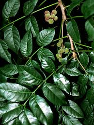 Image result for Trichilia