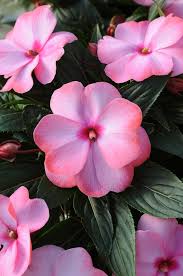 Allow the mix to soak up water from the bottom until the top of the mix is moist. Impatiens Hawkeri Lilac New Guinea Harmony Radiance Lilac Gateway Garden Center