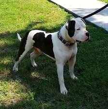 The american bulldog is a loyal, protective, energetic, and confident breed. American Bulldog Dog Wiki Fandom