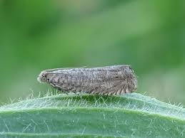 Image result for Cydia microgrammana