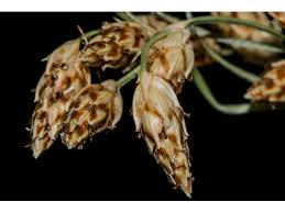 Image result for Fimbristylis dichotoma