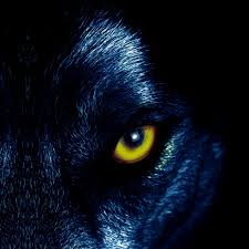 4k Wolf Wallpaper For Android Smartwatch Free Download