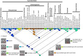 Image result for Harpachne