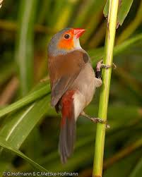 Orange Birds Of Western Washington Pin On Finch Species I Ve Kept Or Keep