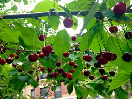 Pollination is dependent on a wide variety of factors, including cherry pollination chart. Cherry Trees Sunnyside Nursery
