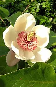 The leaves can be scorched in dry locations and scale insects may attack the tree. Magnolia Wikiwand