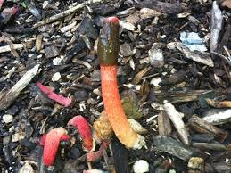 Image result for Mutinus elegans