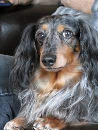 We have a long drive to pick up our new dapple dachshund puppy from the breeder! Long Haired Dapple Dachshund