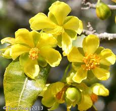 Image result for Ochna arborea