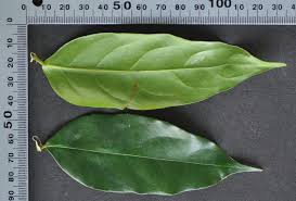 Image result for Cleistanthus polystachyus