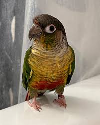 Profile for Yellow-Sided Yosh