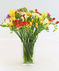 Ordering Guernsey Freesias Online For Delivery By Post Fineflora Flowers Send beautifully scented freesias by post to your loved ones with free delivery across the uk. medium guernsey freesias