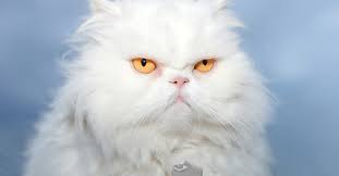 Alibaba.com offers 1,374 stuffed cats for sale products. Meet The White Cat Breeds Petfinder