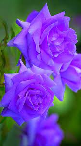 Pin By Ursula Suarez On 1 A File General Beautiful Rose Flowers Purple Wedding Flowers Rose Flower
