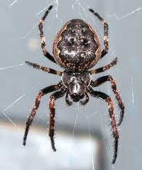 Check spelling or type a new query. Nuctenea Umbratica Wikipedia
